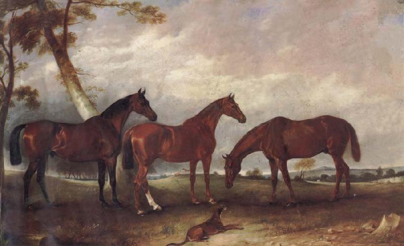 unknow artist Some Horses